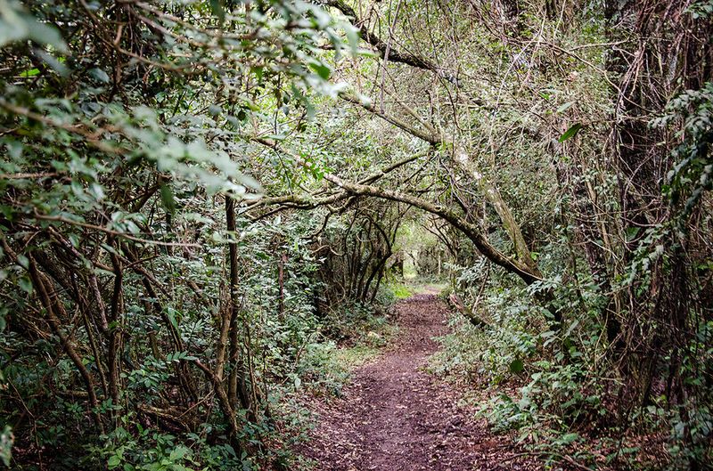 © Marcelo David Sandoval - Image from the The Invisible Ones -a strange documentary into the wetlands photography project