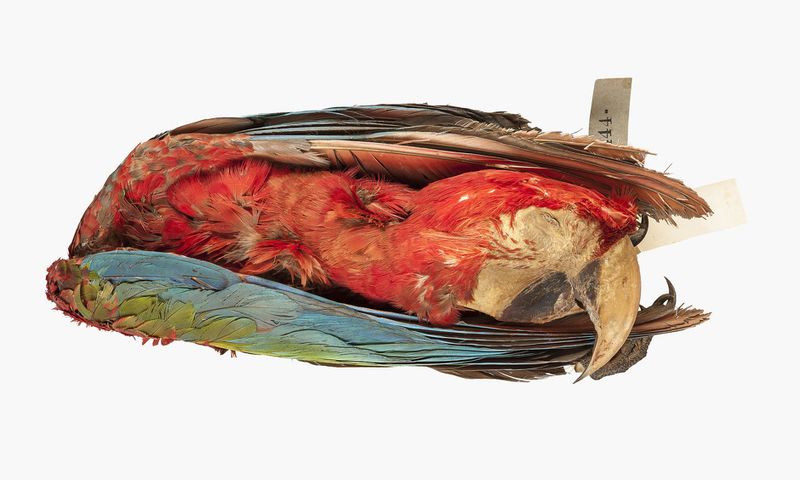 © Solange Adum Abdala - Image from the Ornis II: "La muerte es bella y la eternidad también"" photography project