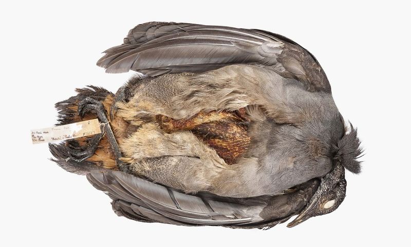 © Solange Adum Abdala - Image from the Ornis II: "La muerte es bella y la eternidad también"" photography project