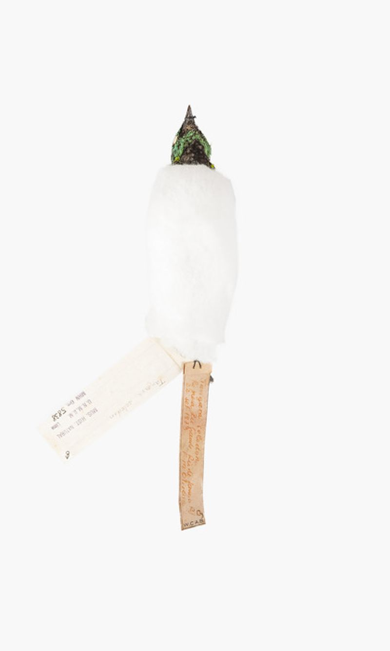 © Solange Adum Abdala - Image from the Ornis II: "La muerte es bella y la eternidad también"" photography project