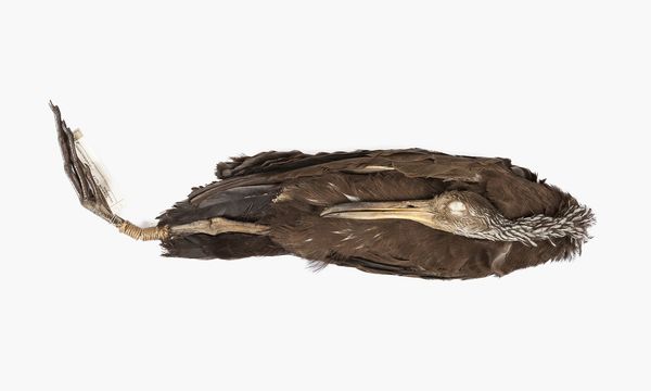 © Solange Adum Abdala - Image from the Ornis II: "La muerte es bella y la eternidad también"" photography project