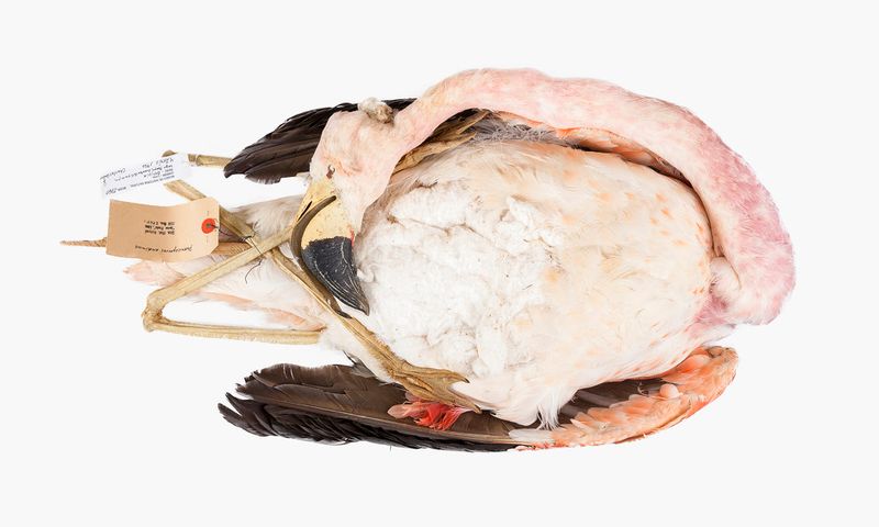 © Solange Adum Abdala - Image from the Ornis II: "La muerte es bella y la eternidad también"" photography project