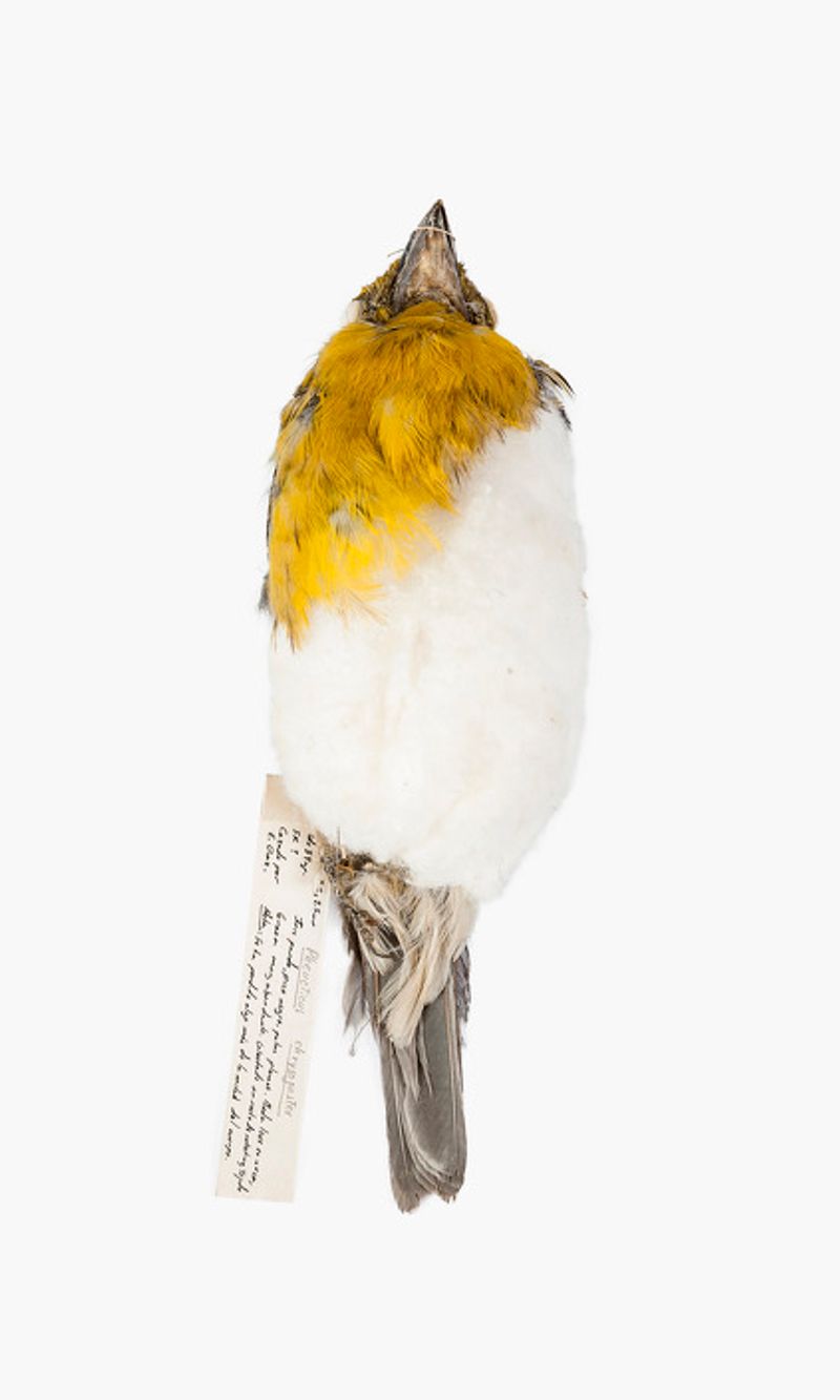 © Solange Adum Abdala - Image from the Ornis II: "La muerte es bella y la eternidad también"" photography project