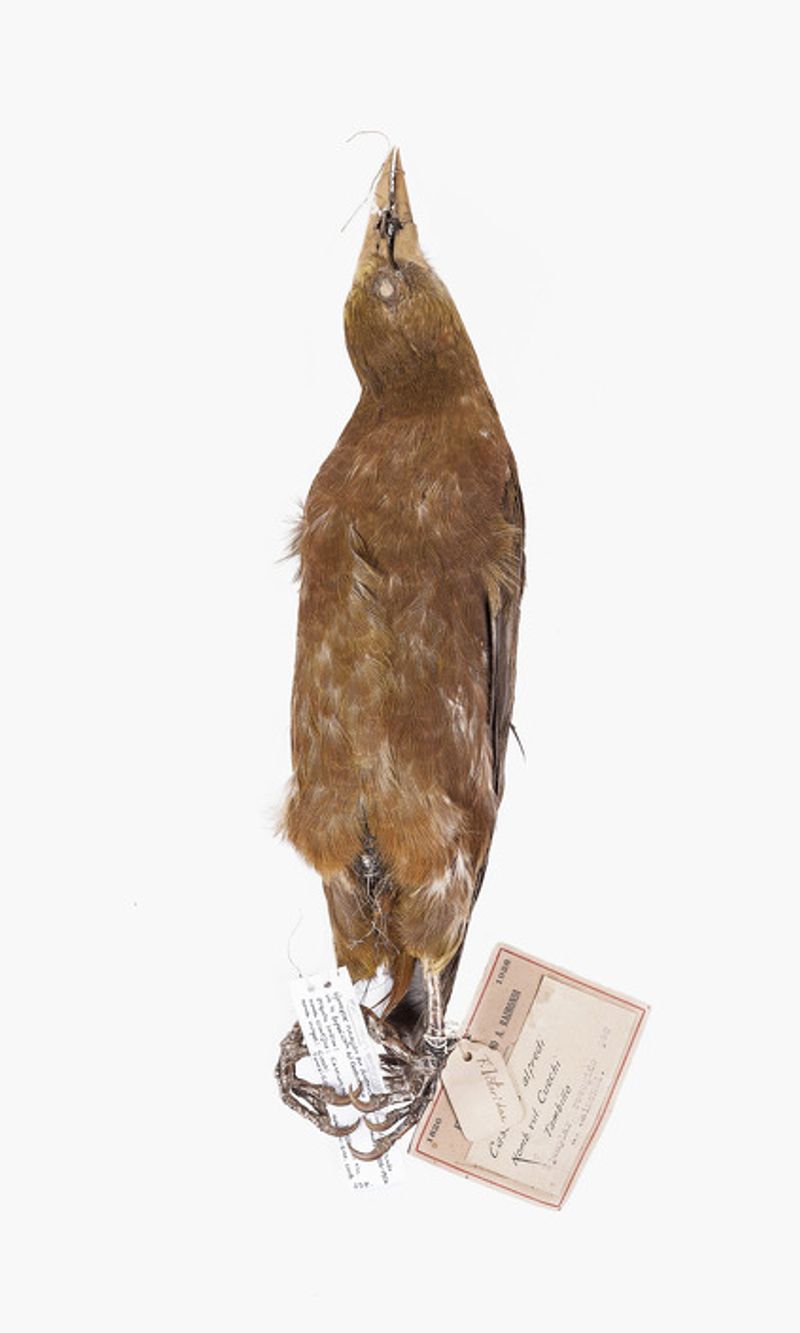 © Solange Adum Abdala - Image from the Ornis II: "La muerte es bella y la eternidad también"" photography project