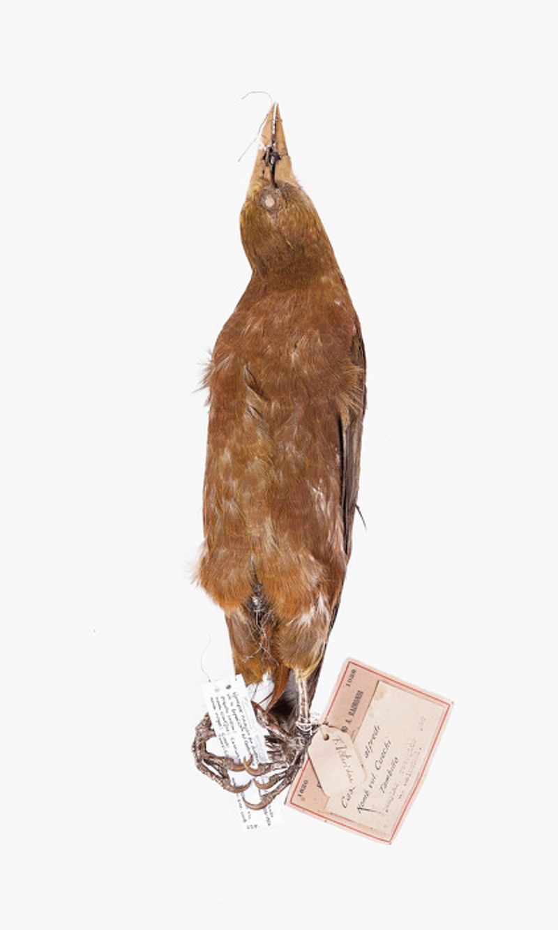 © Solange Adum Abdala - Image from the Ornis II: "La muerte es bella y la eternidad también"" photography project