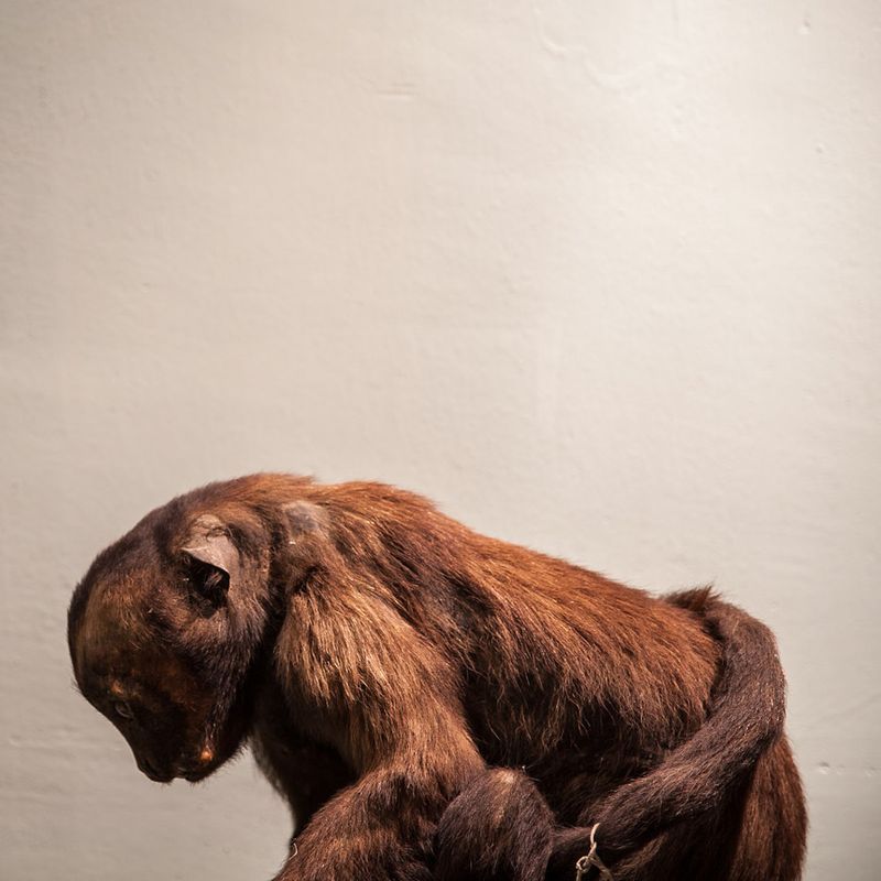 © Solange Adum Abdala - Image from the Historia Natural photography project