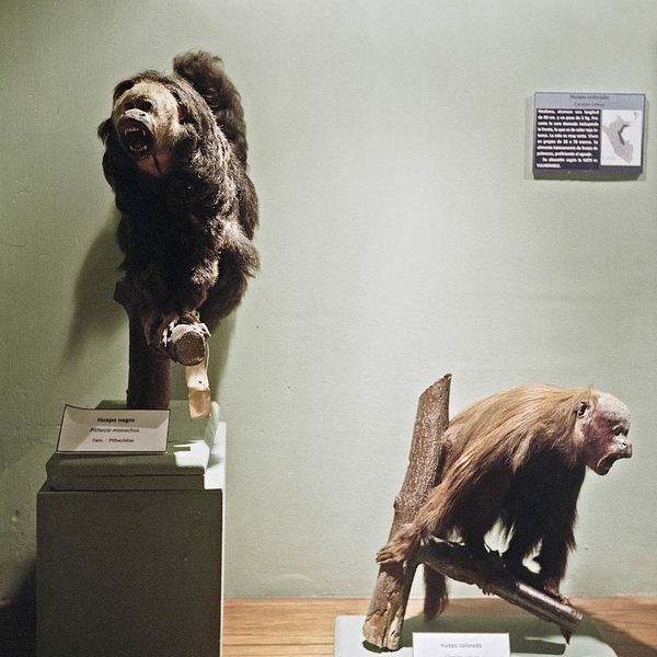 © Solange Adum Abdala - Image from the Historia Natural photography project