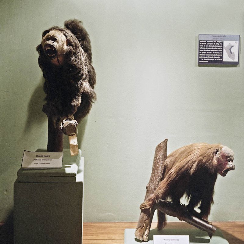 © Solange Adum Abdala - Image from the Historia Natural photography project