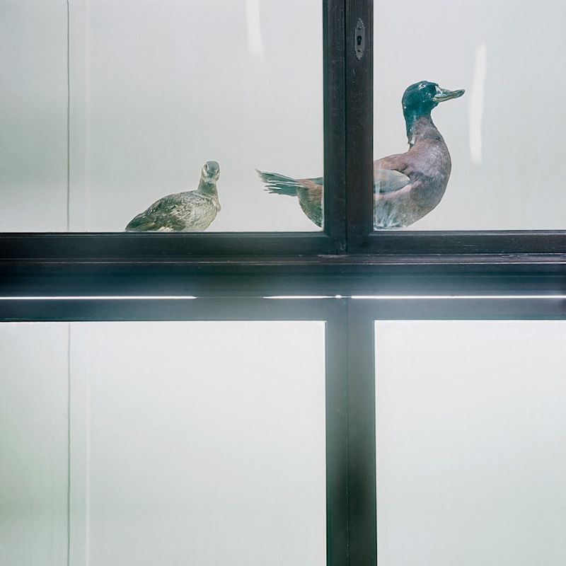 © Solange Adum Abdala - Image from the Historia Natural photography project