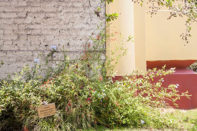 © Solange Adum Abdala - Image from the Colección Natural photography project