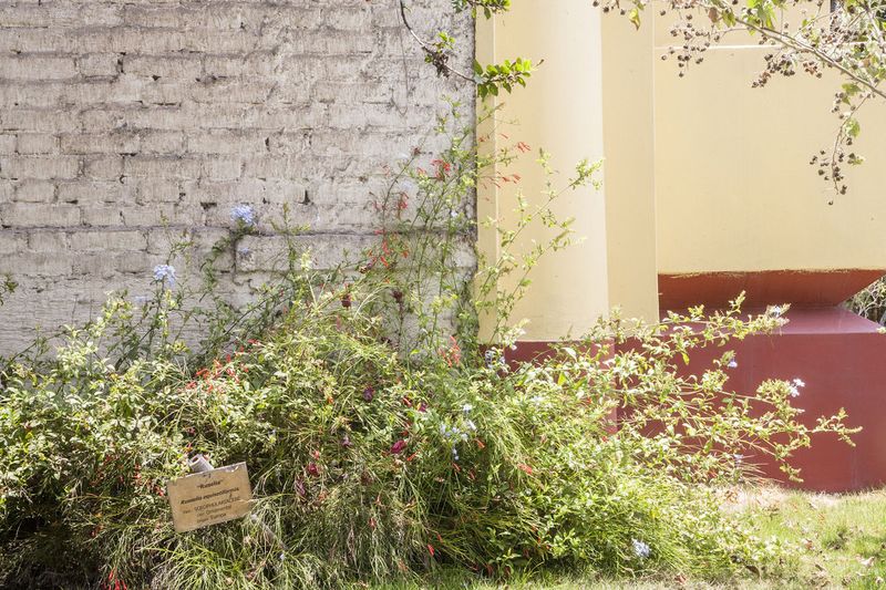 © Solange Adum Abdala - Image from the Colección Natural photography project