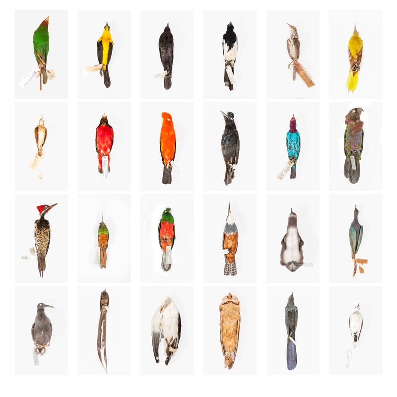 © Solange Adum Abdala - Image from the Ornis I photography project