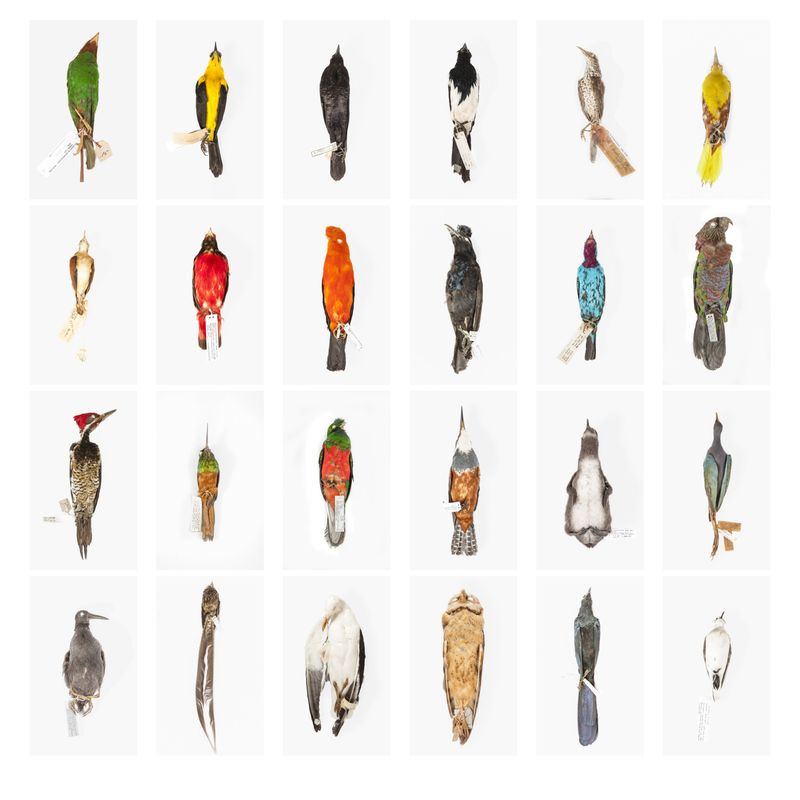 © Solange Adum Abdala - Image from the Ornis I photography project