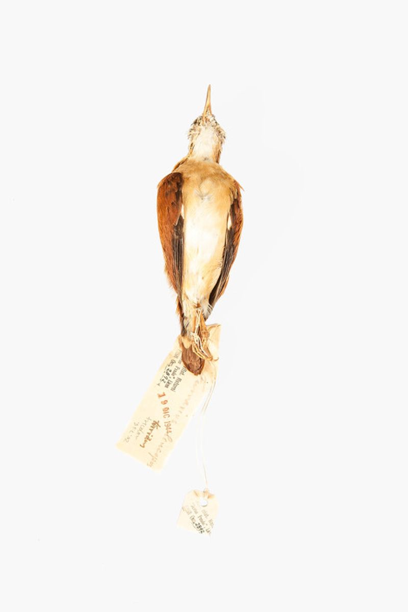 © Solange Adum Abdala - Image from the Ornis I photography project