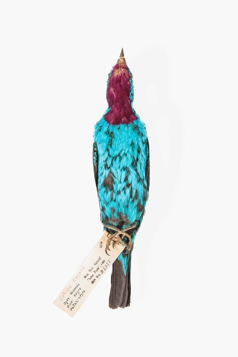 © Solange Adum Abdala - Image from the Ornis I photography project