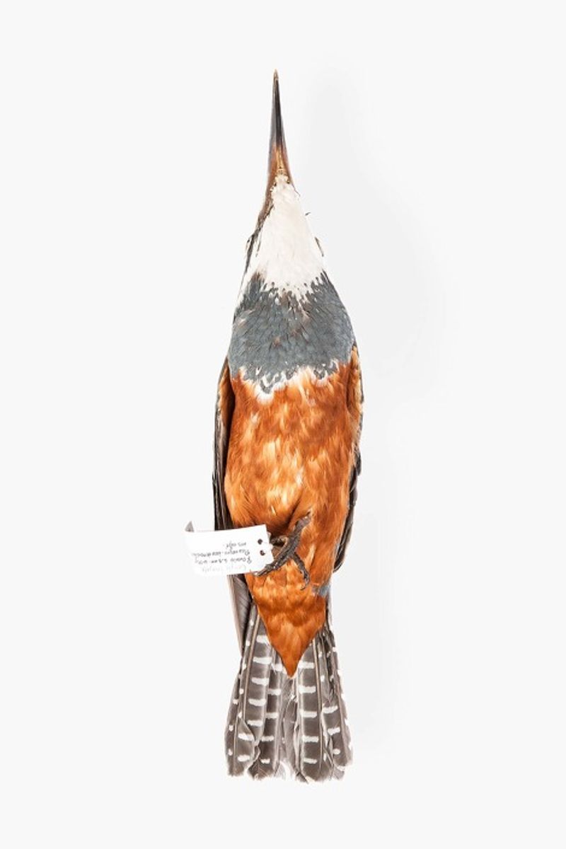 © Solange Adum Abdala - Image from the Ornis I photography project