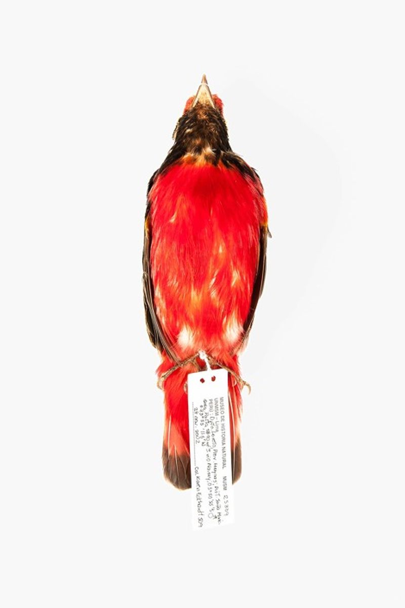 © Solange Adum Abdala - Image from the Ornis I photography project