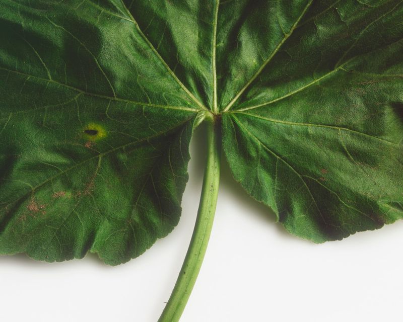 © Solange Adum Abdala - Image from the Sana photography project