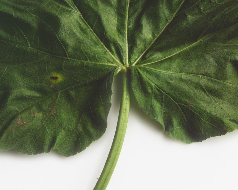 © Solange Adum Abdala - Image from the Sana photography project