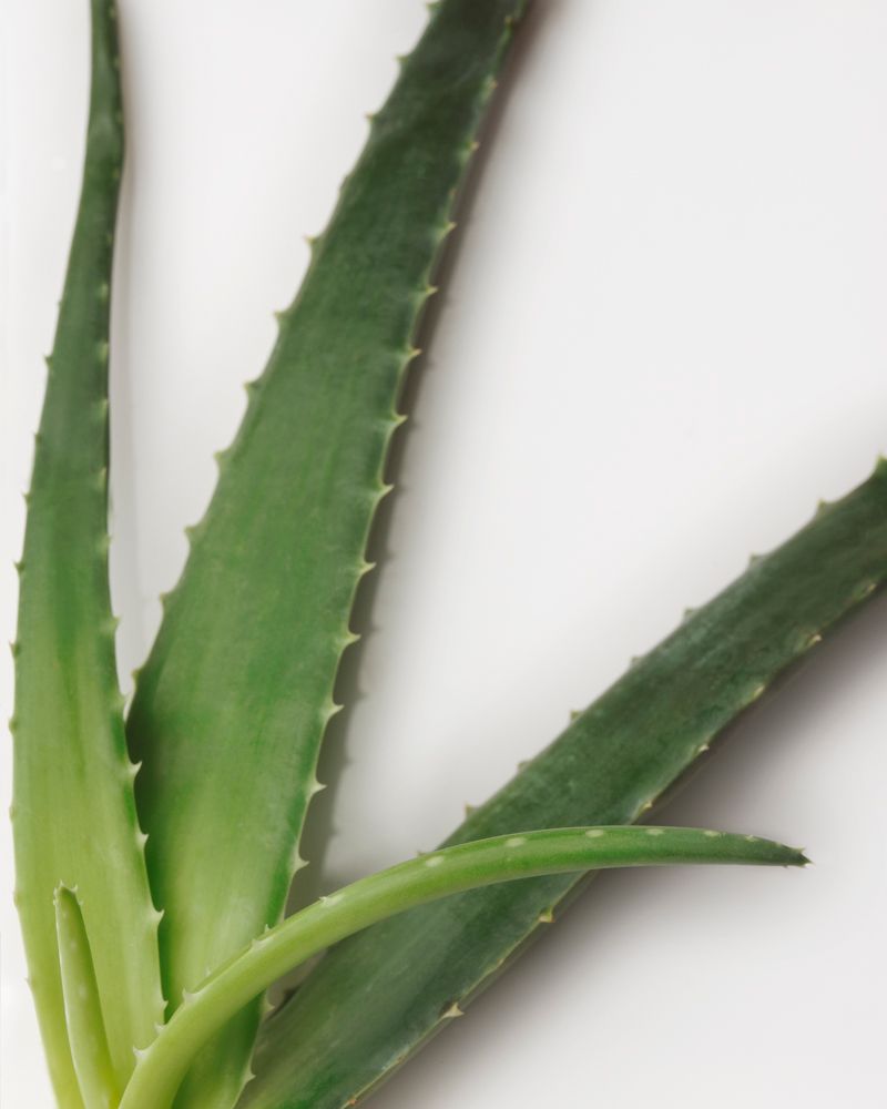 © Solange Adum Abdala - Image from the Sana photography project