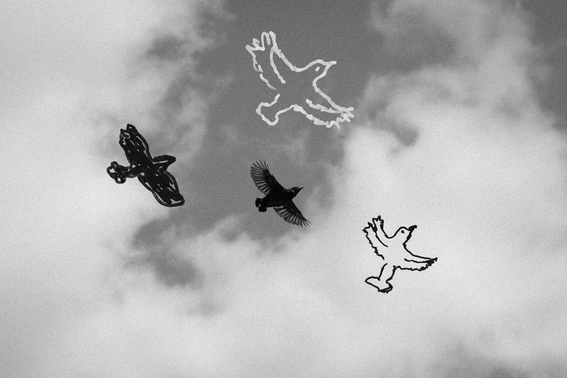 © Blaž Gutman - Janez's intervention on my photograph. Looking through the window and viewing/drawing birds.