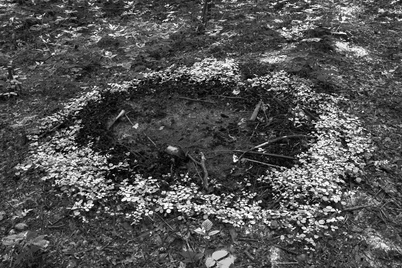 © Roisin White - Image from the Cross The Child's Palm with Silver photography project