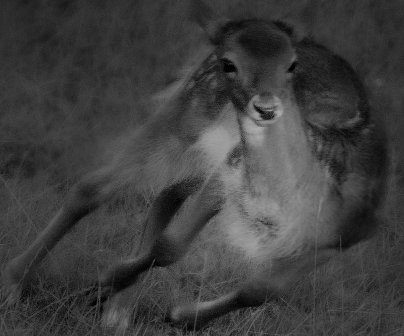 © Erli Grünzweil - Image from the Where Deer Fly and Stones Cry photography project