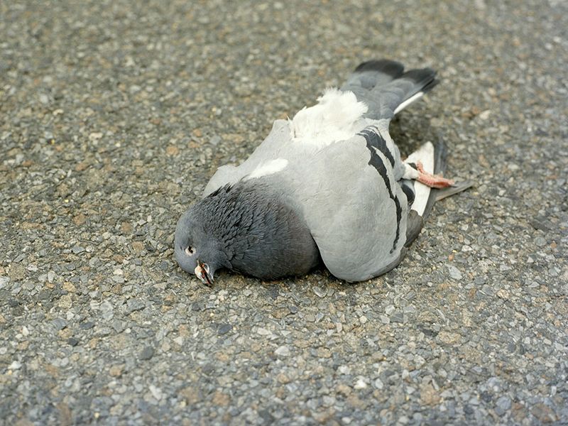 © Lidewij Mulder - Dead pigeon, Brooklyn, New York City, 2024