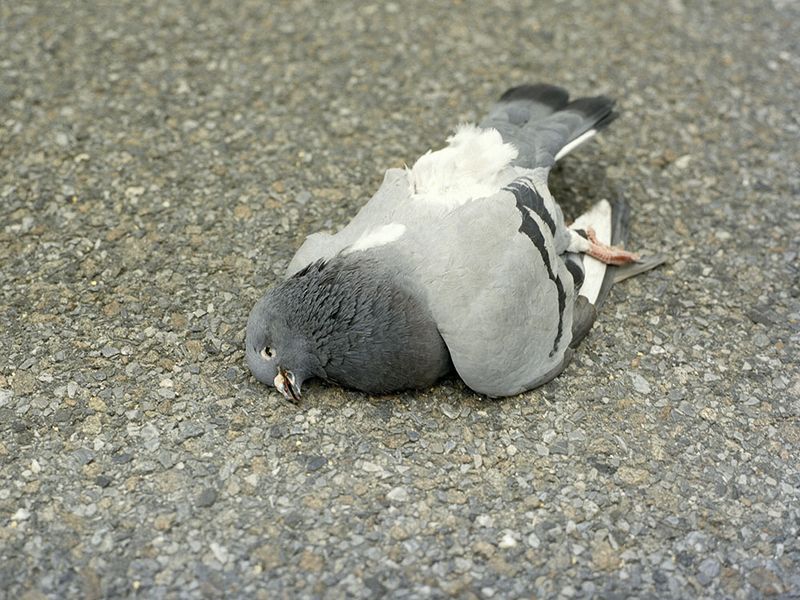 © Lidewij Mulder - Dead pigeon, Brooklyn, New York City, 2024