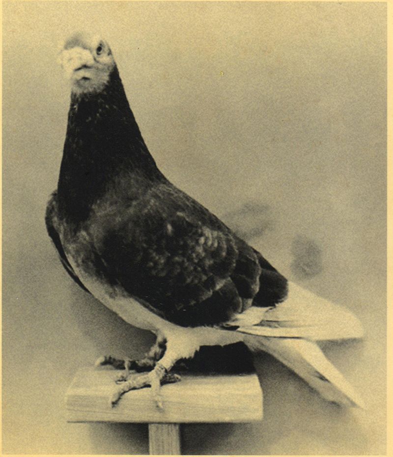 © Asya Zhetvina - The last spy-pigeon, 1945