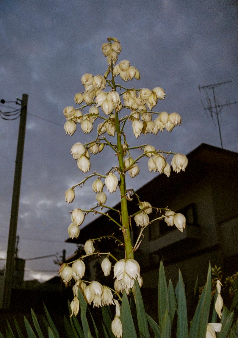 © Jean-Marie Reynier - "Tokyo, 2025" Jean-Marie Reynier