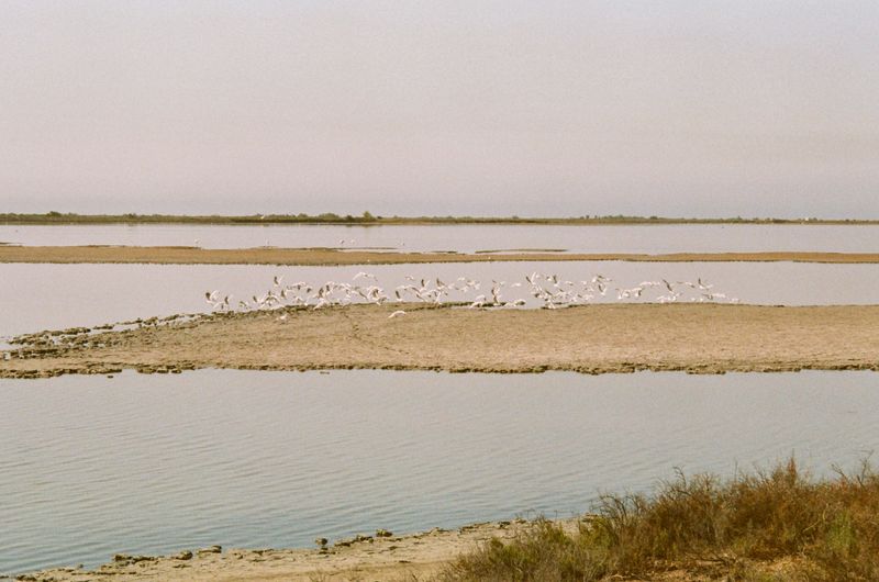 © Jean-Marie Reynier - "Camargue, 2025" Jean-Marie Reynier