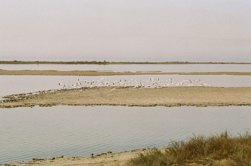 © Jean-Marie Reynier - "Camargue, 2025" Jean-Marie Reynier