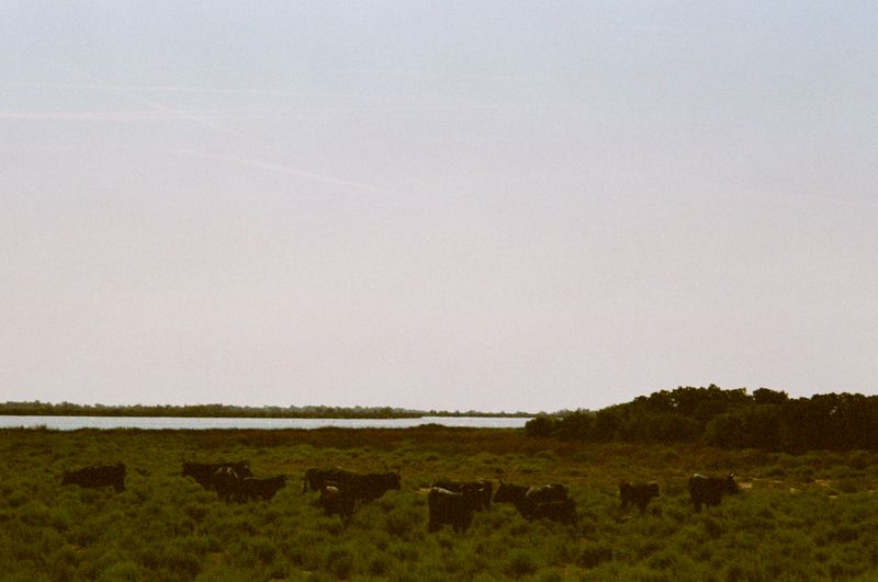 © Jean-Marie Reynier - "Camargue, 2025" Jean-Marie Reynier