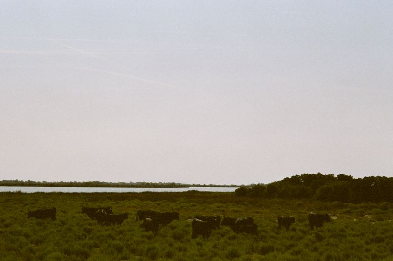 © Jean-Marie Reynier - "Camargue, 2025" Jean-Marie Reynier