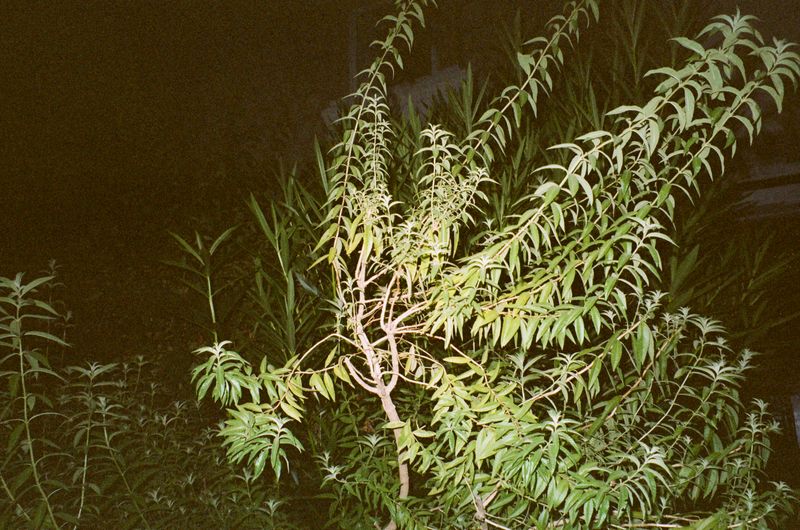 © Jean-Marie Reynier - "Camargue, 2025" Jean-Marie Reynier