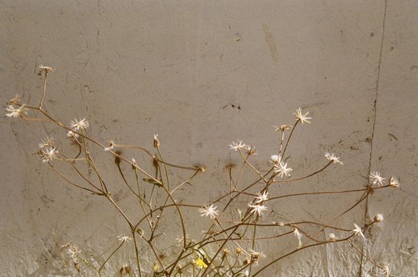 © Jean-Marie Reynier - "Camargue, 2025" Jean-Marie Reynier