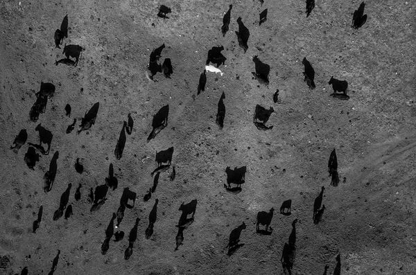 © Tomas van Houtryve - Image from the Blue Sky Days photography project