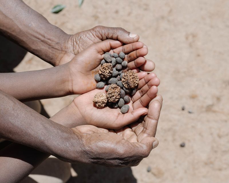 © Gayatri Ganju - Image from the The Pregnant Tree photography project