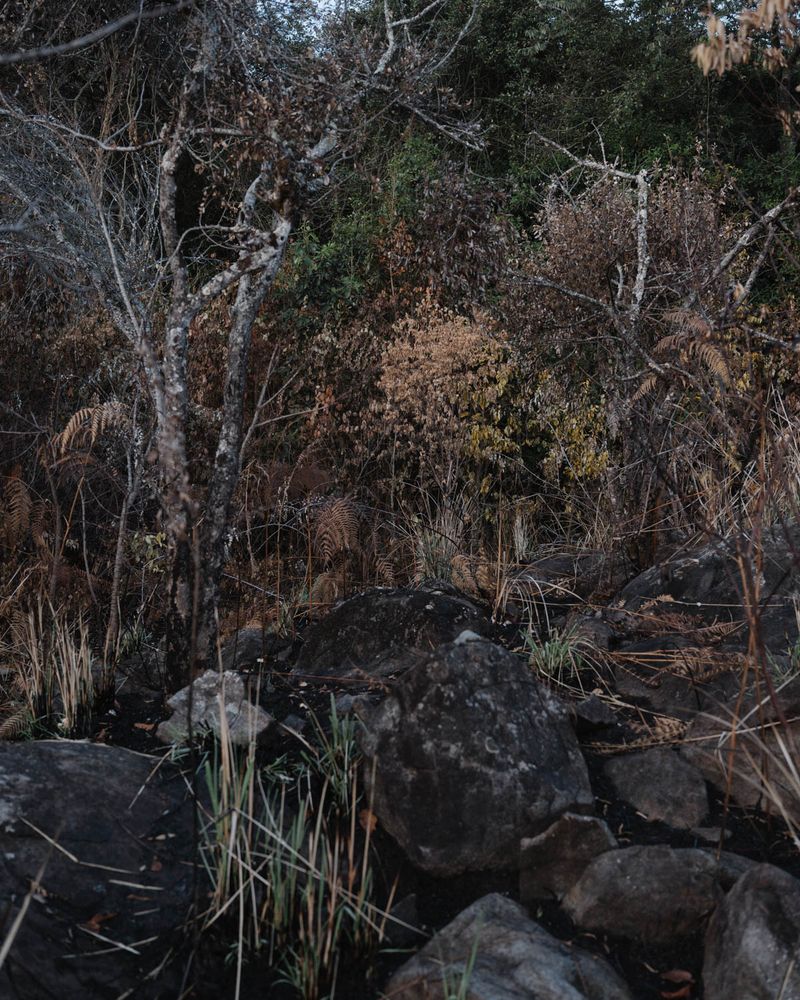 © Gayatri Ganju - Image from the The Pregnant Tree photography project