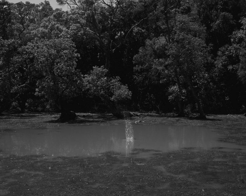 © Gayatri Ganju - Image from the The Pregnant Tree photography project