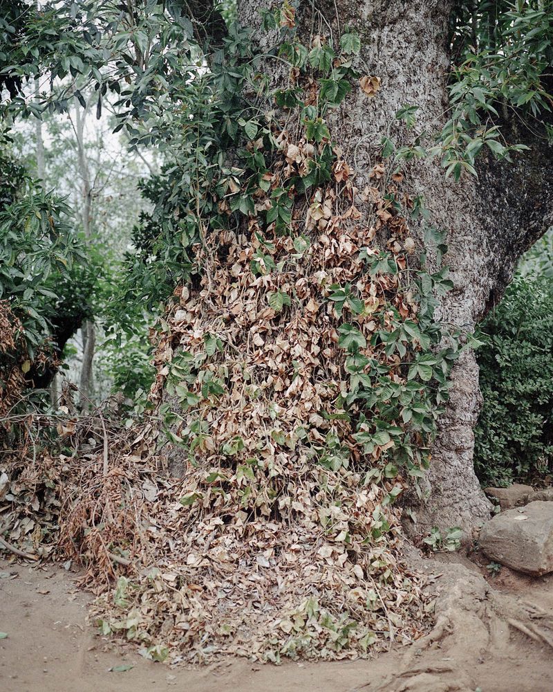 © Gayatri Ganju - Image from the The Pregnant Tree photography project