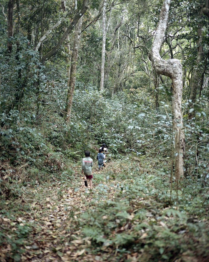© Gayatri Ganju - Image from the The Pregnant Tree photography project