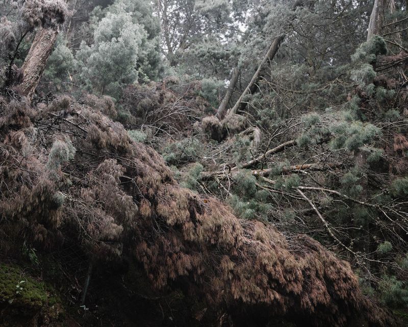 © Gayatri Ganju - Image from the The Pregnant Tree photography project