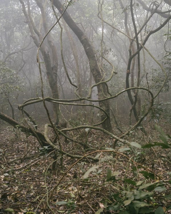 © Gayatri Ganju - Image from the The Pregnant Tree photography project