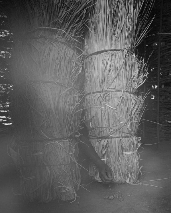 © Gayatri Ganju - Image from the The Pregnant Tree photography project