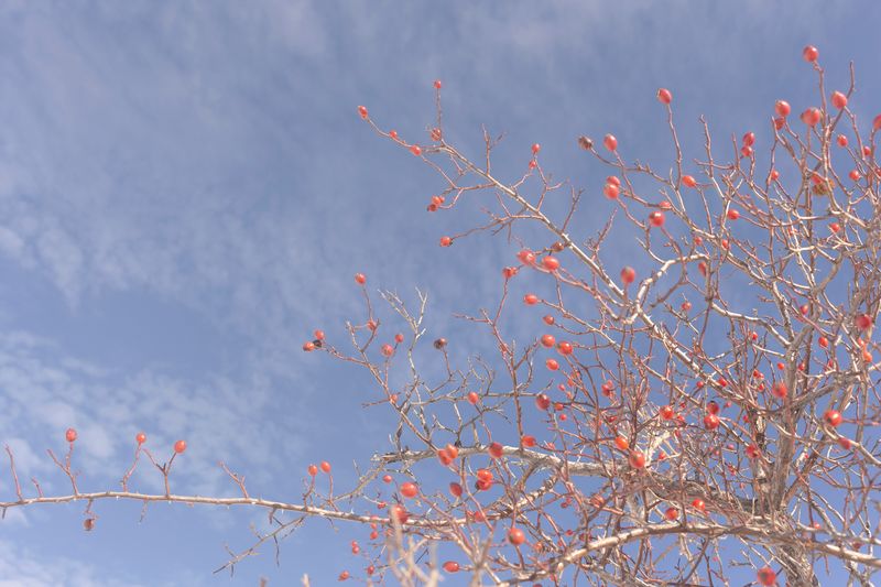 © Marta Viola - Image from the Cotton Candy photography project