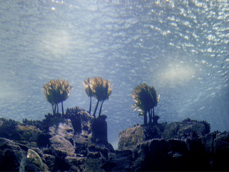 © DOMENICO CAMARDA - Image from the LIQUIDO: WATER DREAMS ON ITSELF. photography project