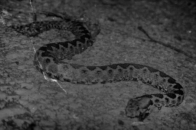 © Fatima Abreu Ferreira - Image from the The end of night photography project