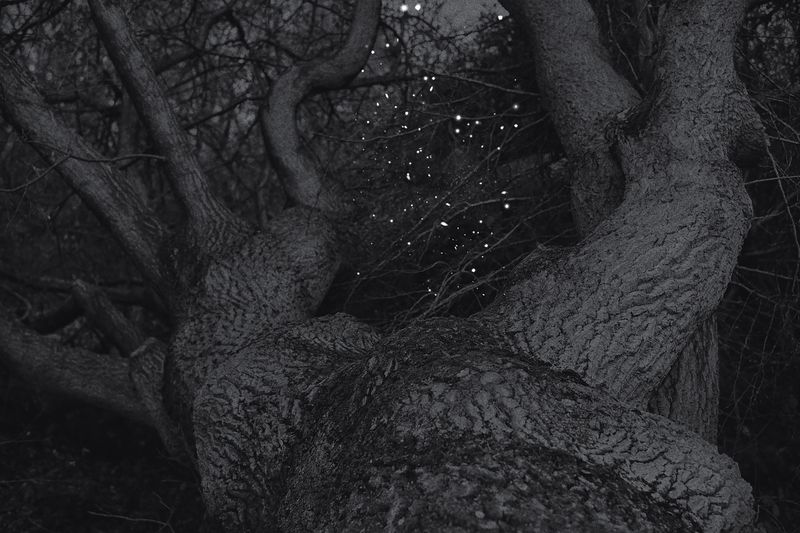 © Fatima Abreu Ferreira - Image from the The end of night photography project